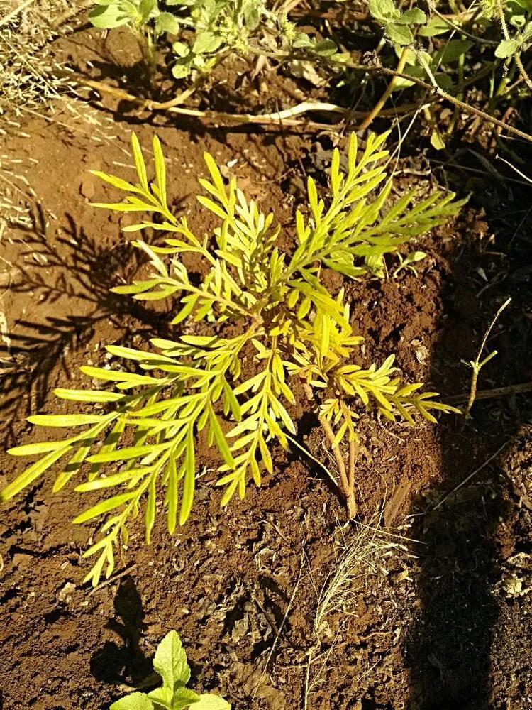 tree image