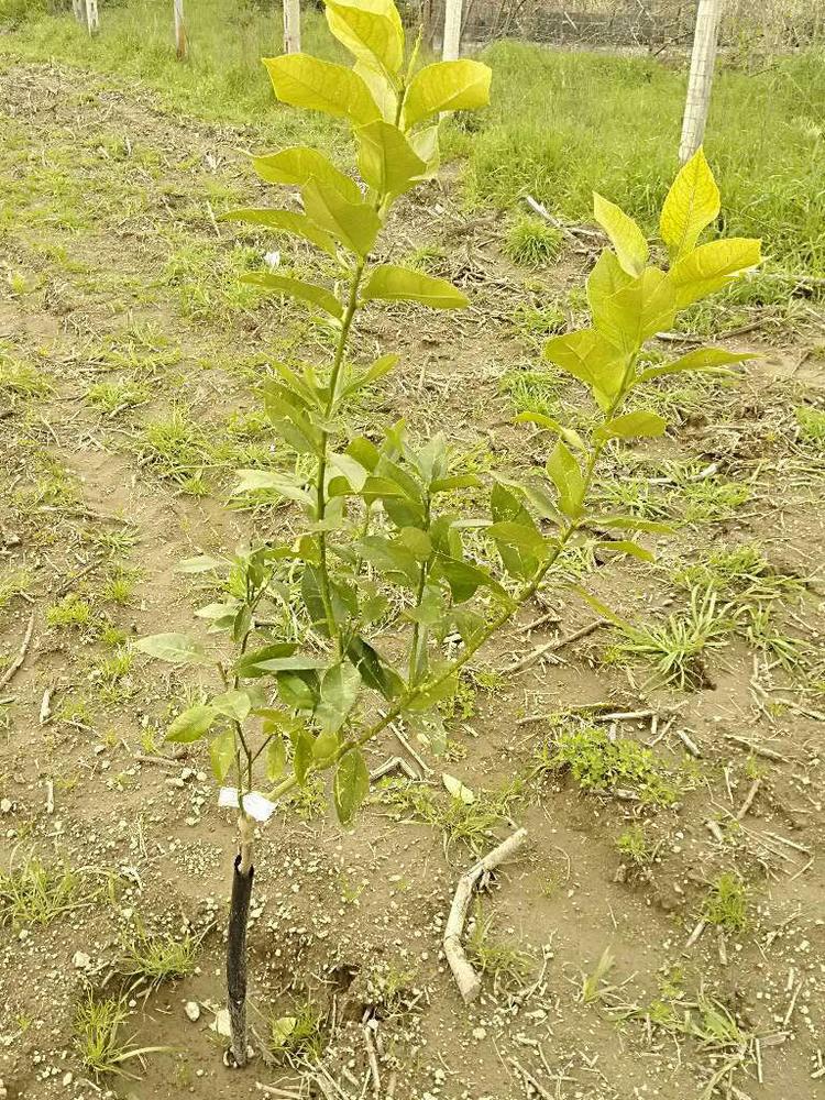 tree image