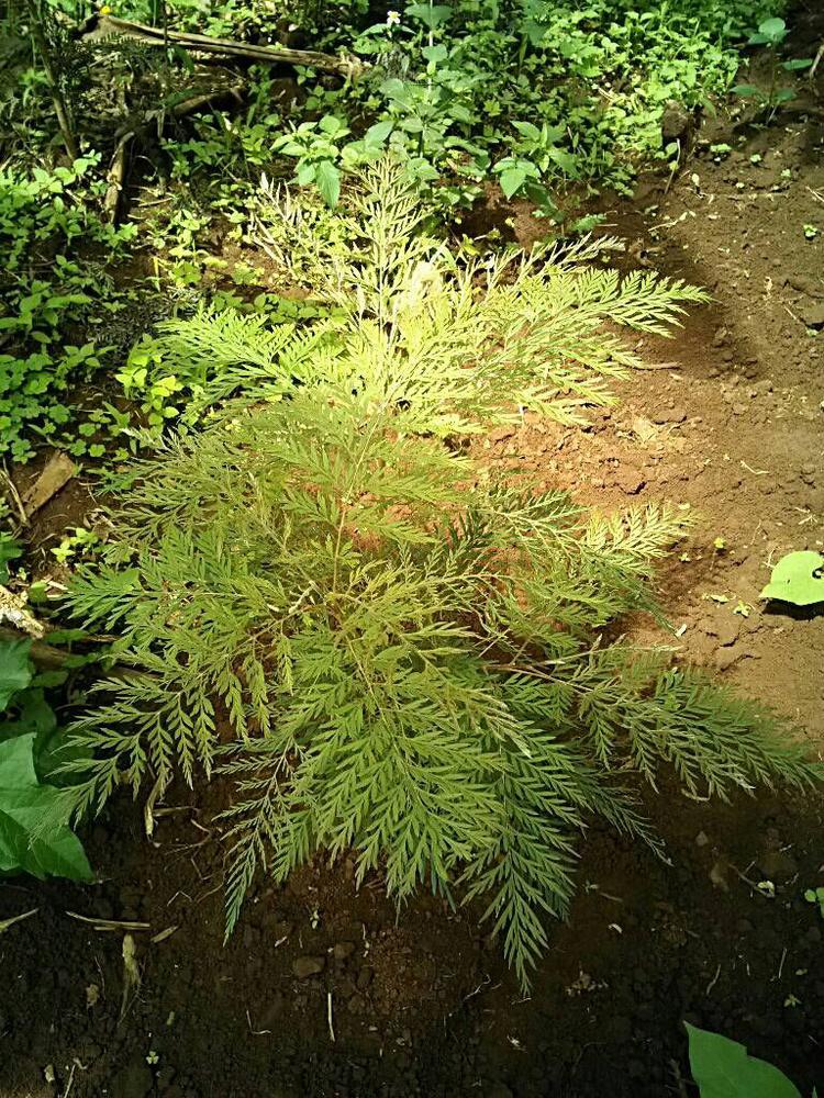 tree image