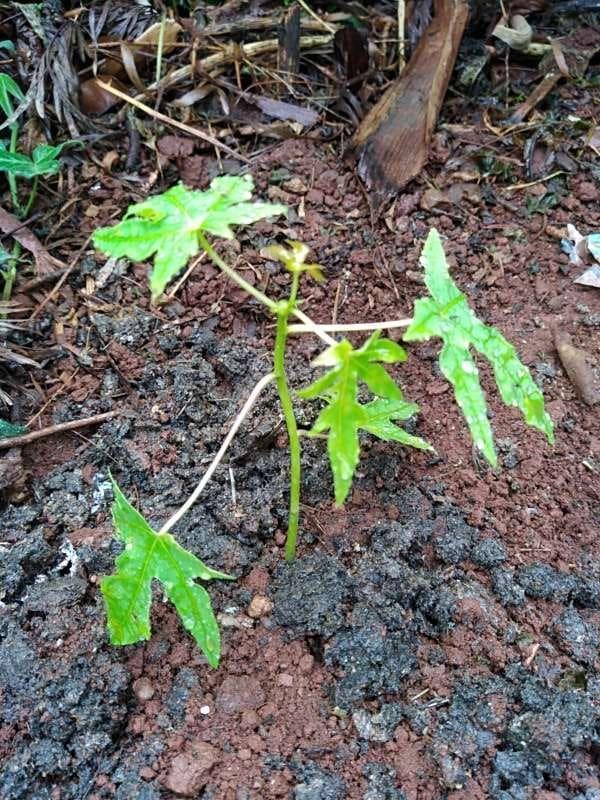 tree image