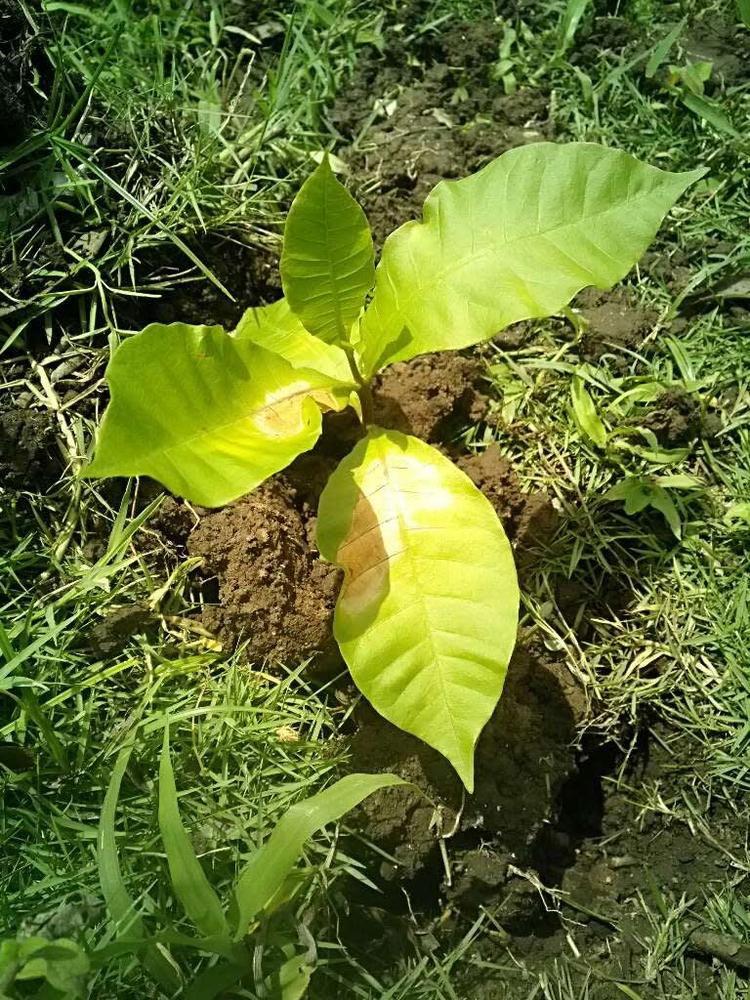 tree image