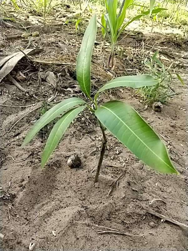 tree image