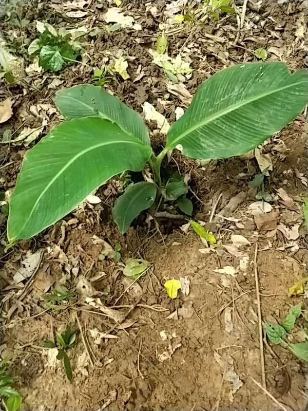 tree image