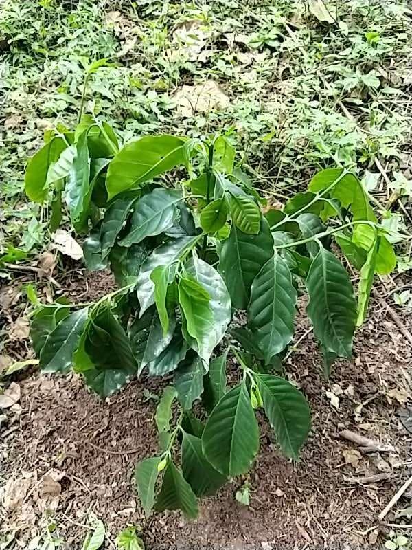 tree image