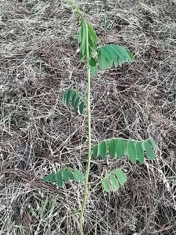 tree image