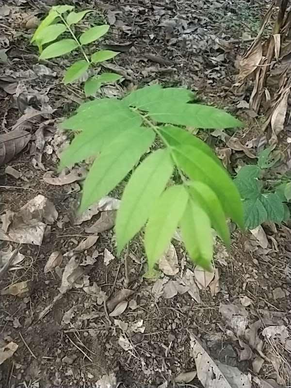tree image