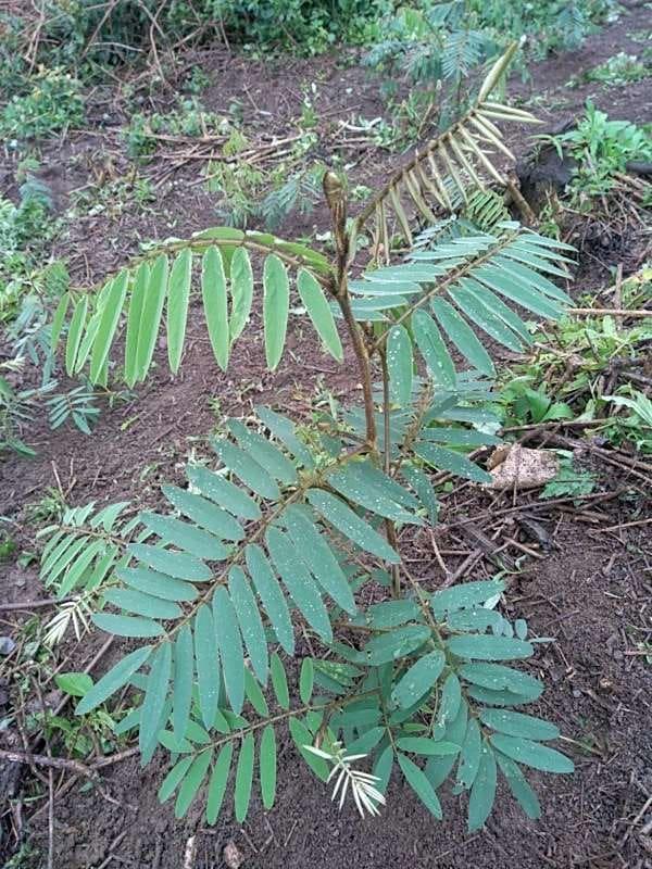 tree image