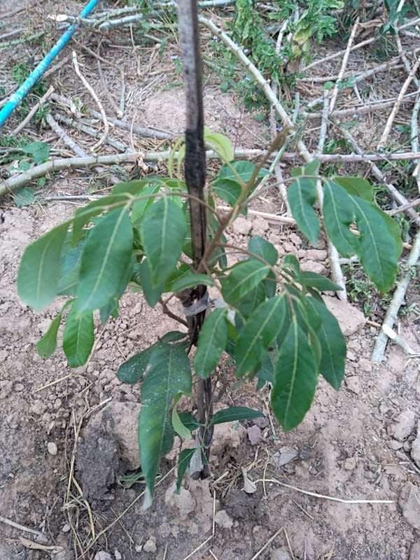 tree image