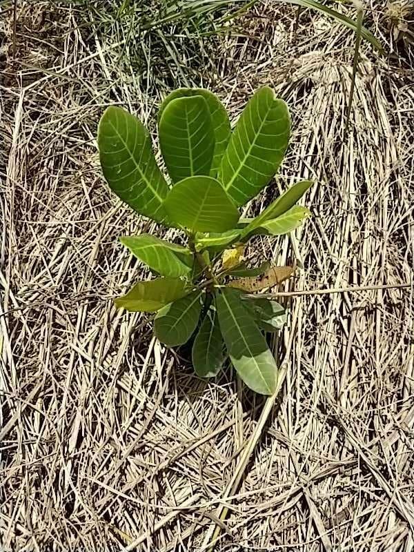 tree image