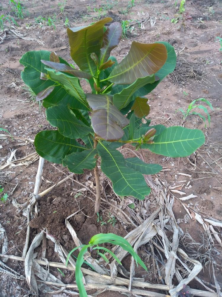 tree image