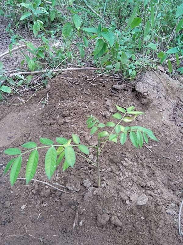 tree image