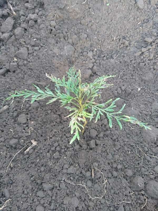tree image