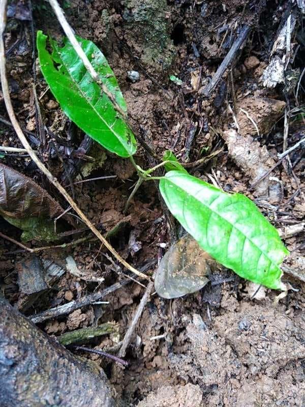 tree image