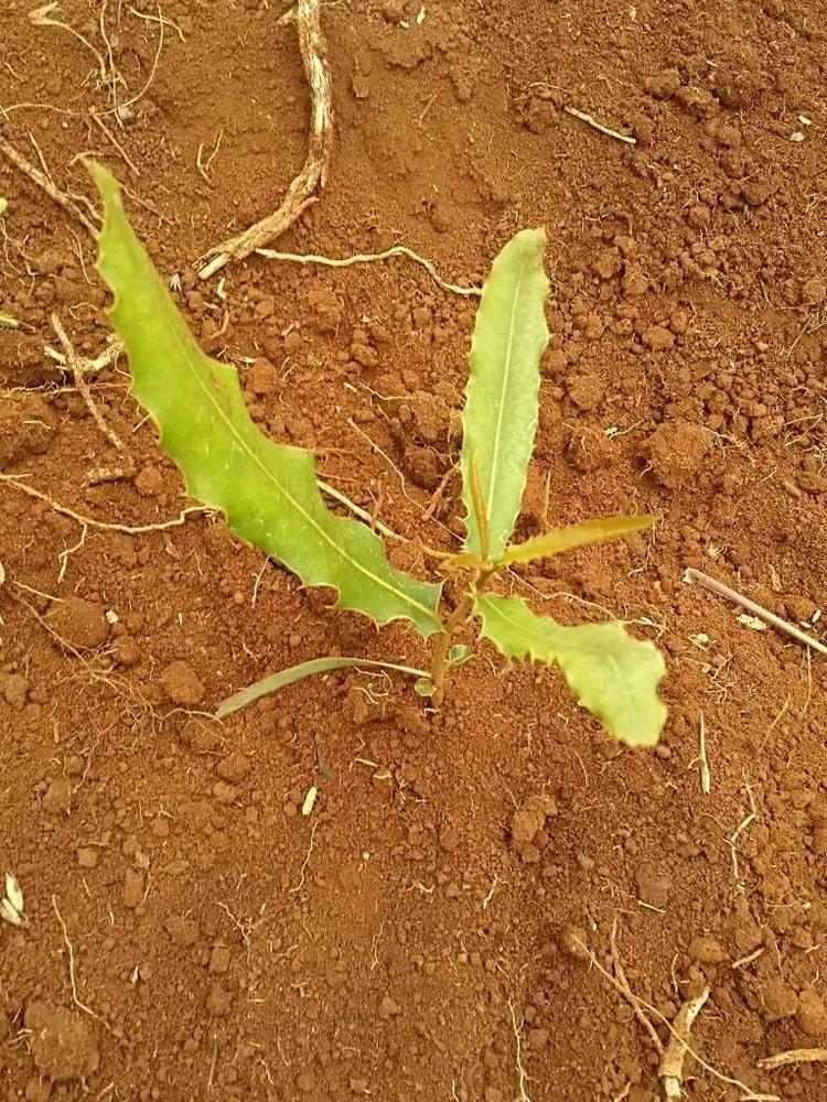 tree image