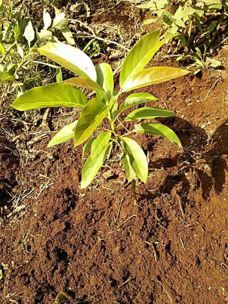 tree image