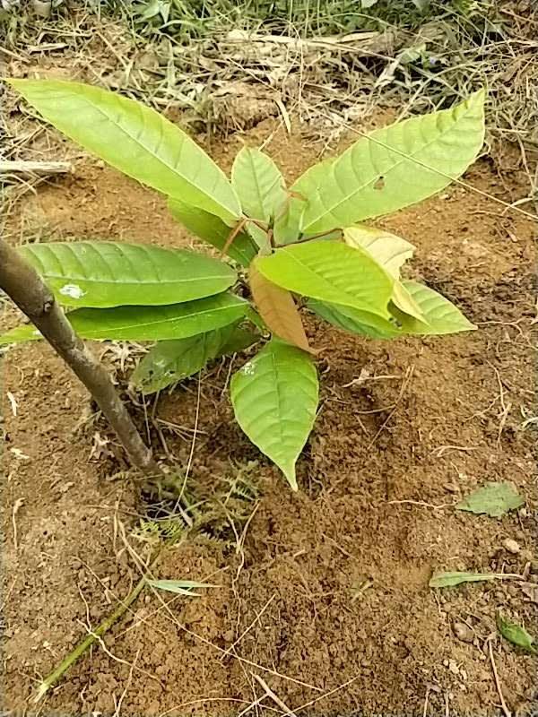 tree image
