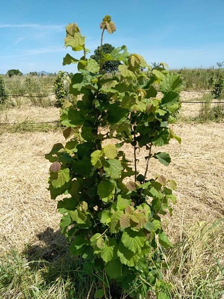 tree image