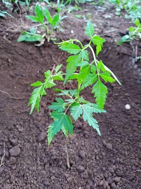 tree image