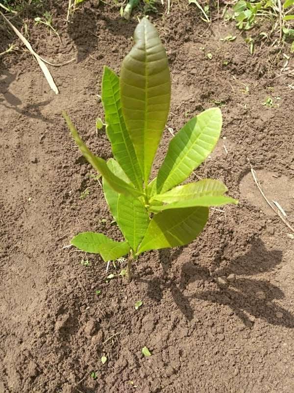 tree image