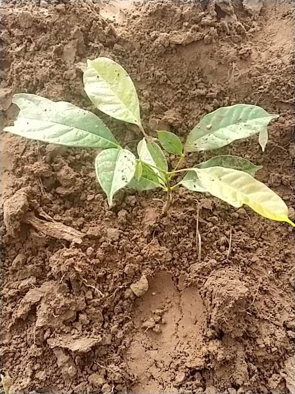 tree image