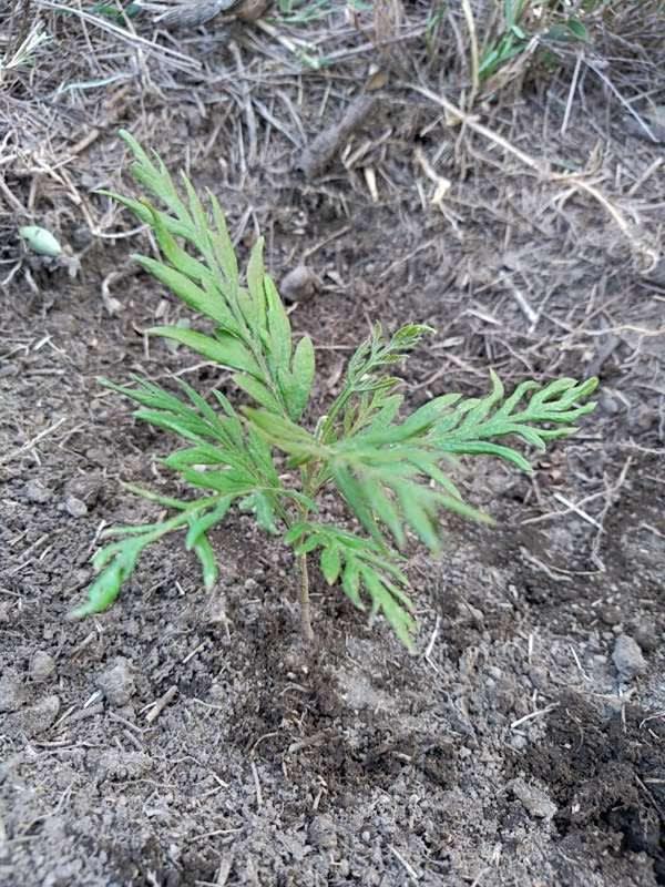 tree image