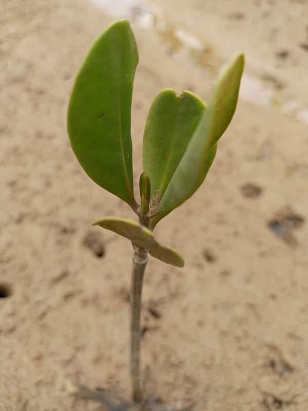 tree image