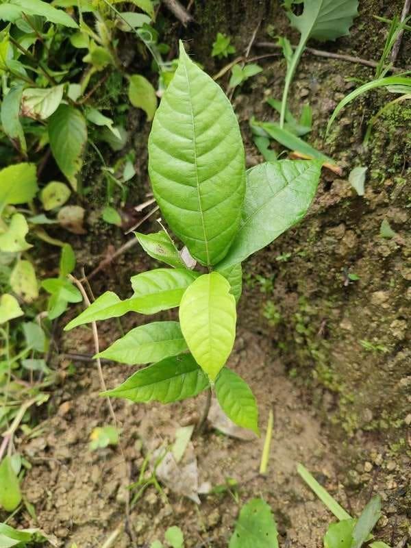 tree image