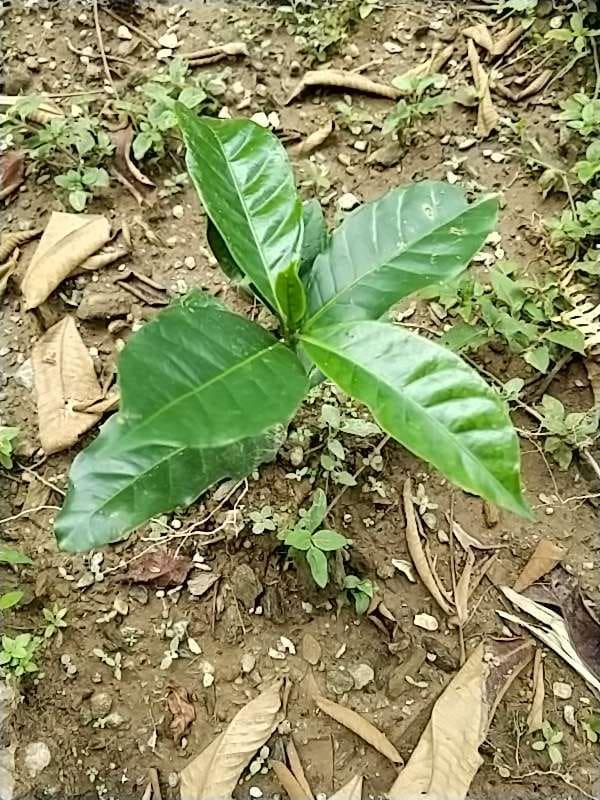 tree image