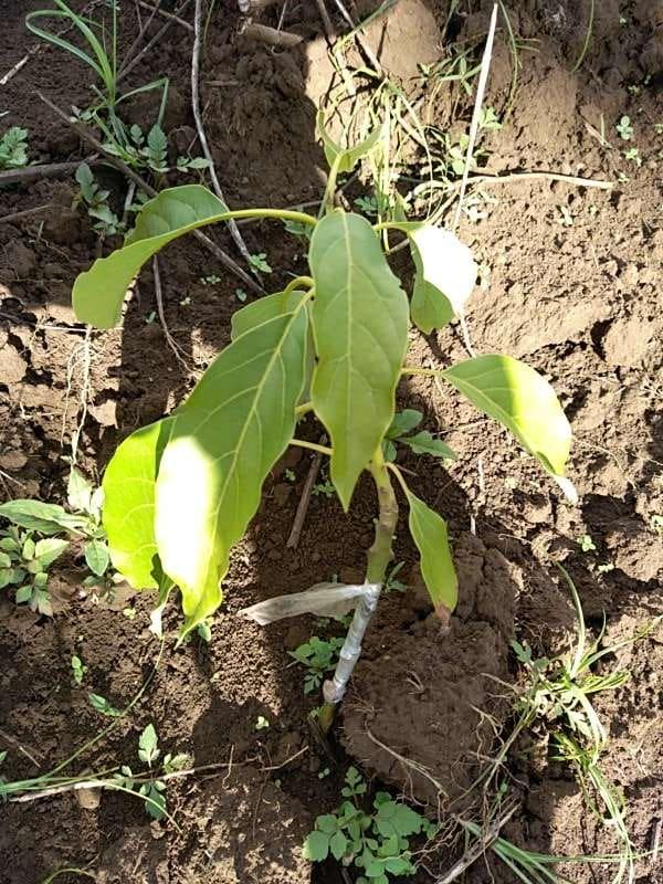 tree image