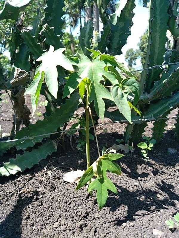 tree image