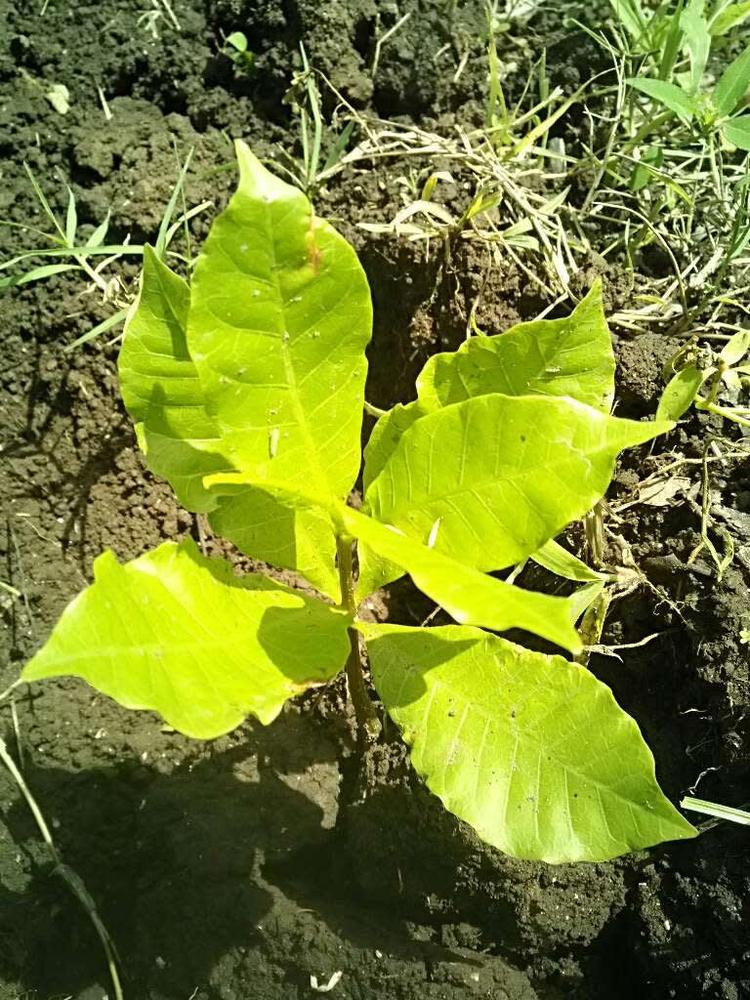tree image