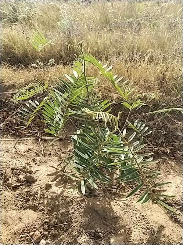 tree image