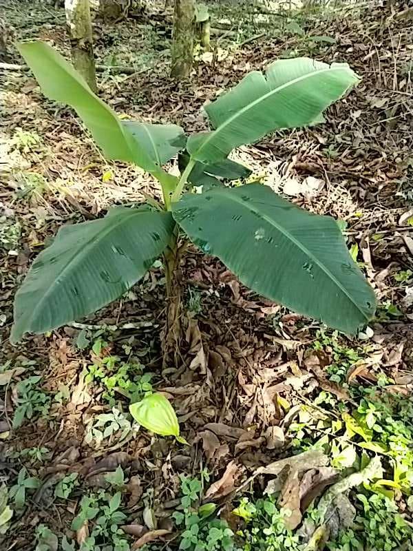 tree image