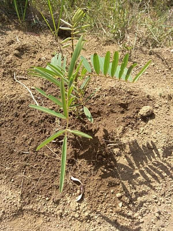 tree image
