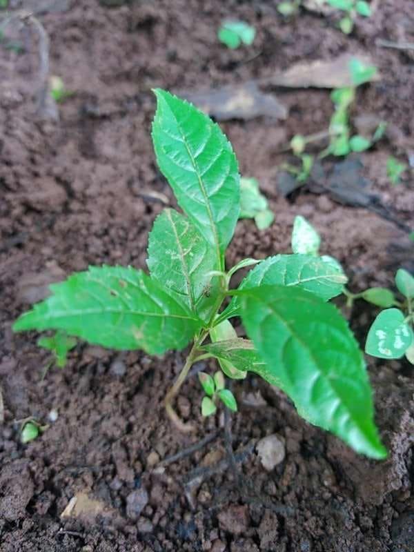 tree image