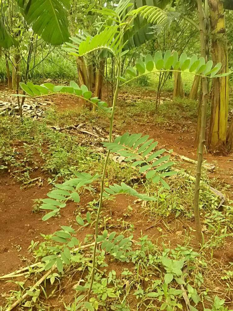tree image