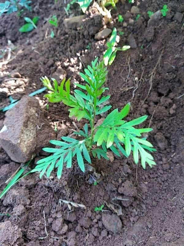 tree image