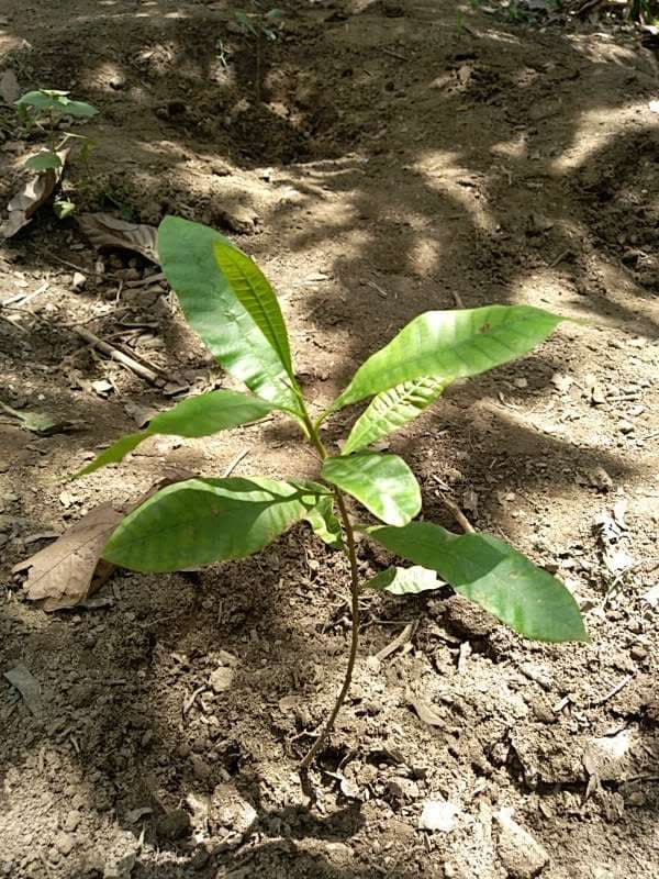 tree image