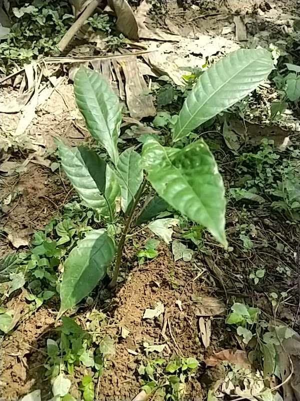tree image