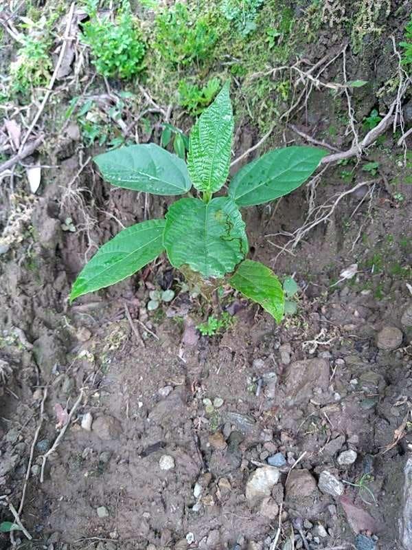 tree image