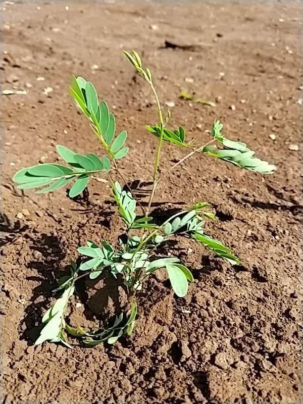 tree image