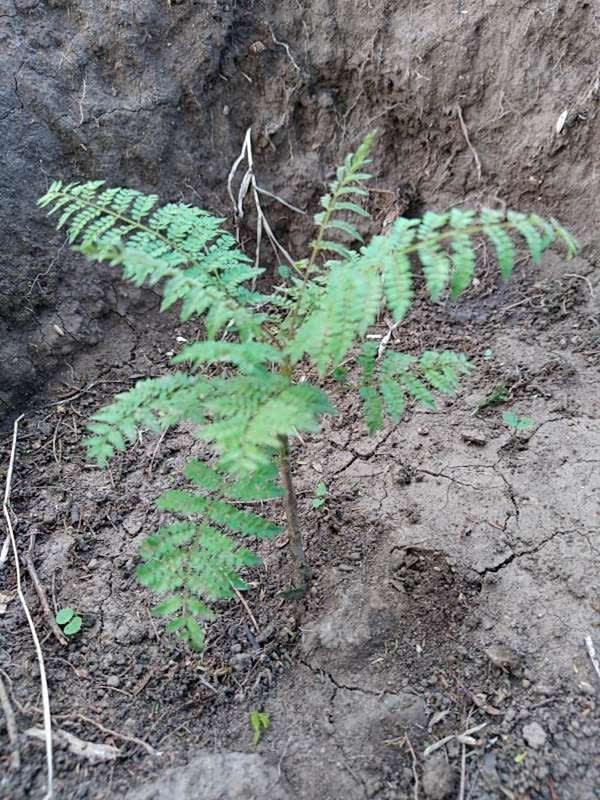 tree image
