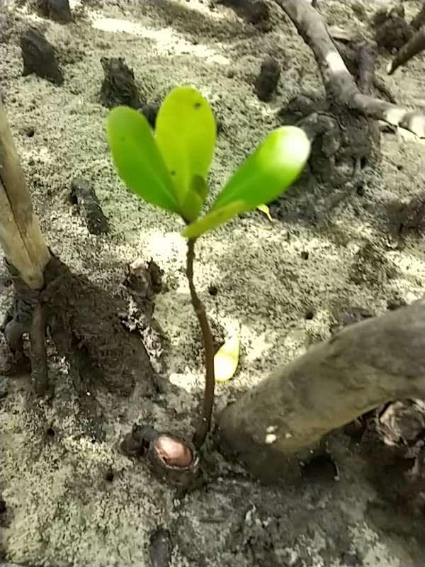 tree image