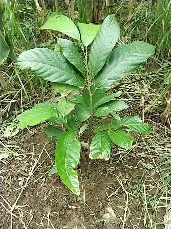 tree image