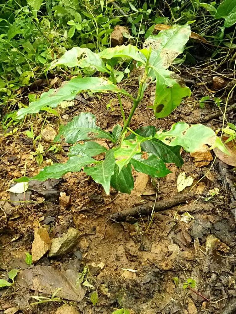 tree image