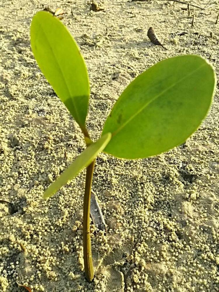 tree image