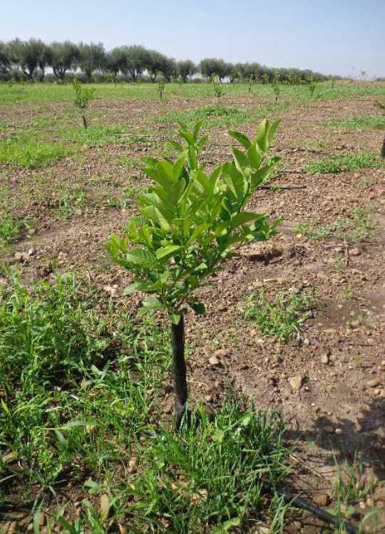 tree image