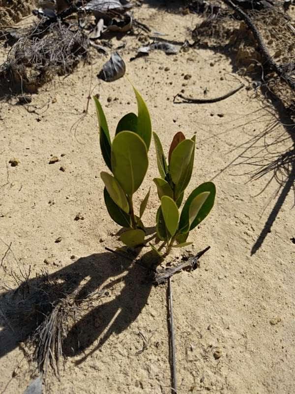 tree image