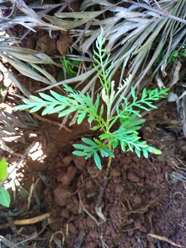 tree image