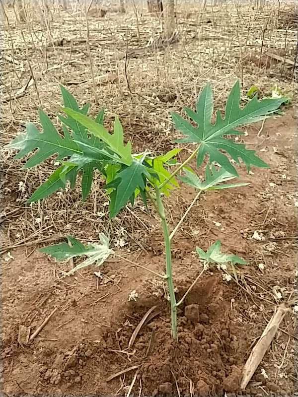 tree image